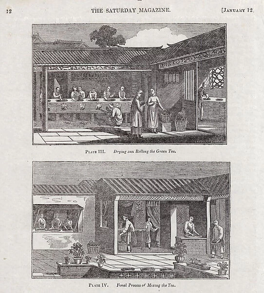 Cultivation, manufacture, and use of tea (engraving)