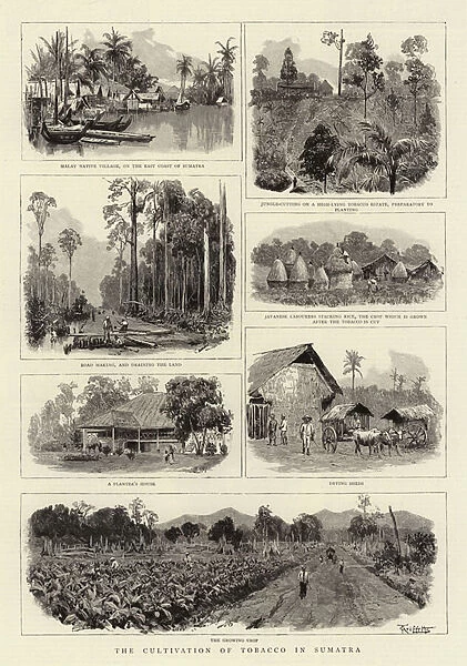 The Cultivation of Tobacco in Sumatra (engraving)