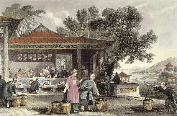 The Culture and Preparation of Tea, from China in a Series of Views