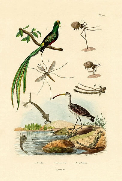 Curlew, 1833-39 (coloured engraving)