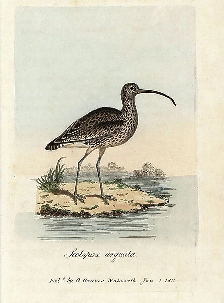 Curlew ash. Coloured copper engraving by George Graves, in British Ornithology, 1811. Curlew, Scolopax arquata, Numenius arquata. Handcoloured copperplate engraving by George Graves from 'British Ornithology' 1811