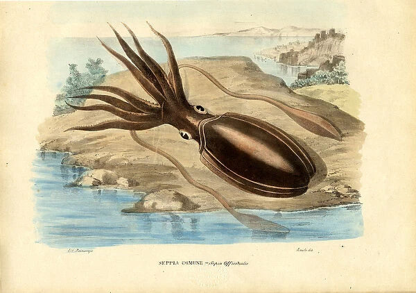 Cuttlefish, 1863-79 (colour litho)