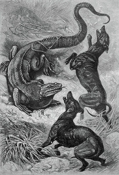 Cyclura iguana fighting with hunting dogs, historical illustration circa 1893