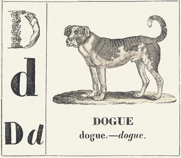 D for Dogue, 1850 (engraving)