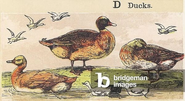 D : ducks, 1872 (illustration)