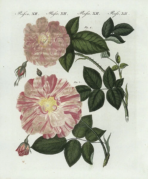 Damask rose, Rosa damascena communis, and striped rose, Rosa versicolor. Handcoloured copperplate engraving from Bertuch's ' Bilderbuch fur Kinder' (Picture Book for Children), Weimar, 1790-1830