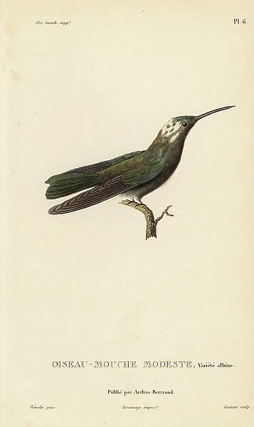 Dark hummingbird, Aphantochroa cirrochloris (Ornismya simplex, Trochilus cirrochloris), albino variety. Handcolored steel engraving by Coutant after an illustration by Jean-Gabriel Pretre from Rene Primevere Lesson's Natural History of the Colibri