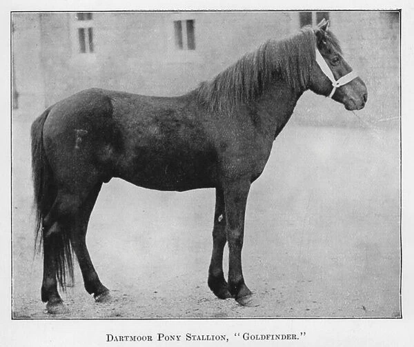 Dartmoor Pony Stallion, Goldfinder (b  /  w photo)