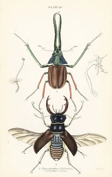 Darwins beetle, Grants stag beetle or the Chilean stag beetle, Chiasognathus grantii 1, and European stag beetle, Lucanus cervus 2