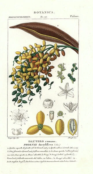 Date (fruit of Phinix dactylifera) - Lithography, illustration by Jean Gabriel Pretre (1780-1885) under the direction of Pierre Jean Francois Turpin (1775-1840)