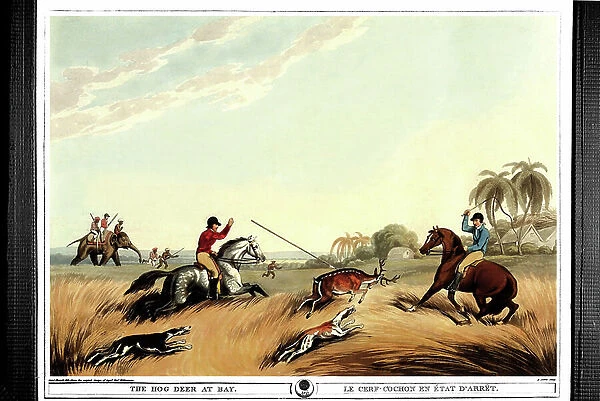 The dead pig deer. Engraving by Samuel Howett (1756-1822) in ' Oriental field sports' by Thomas Williamson (on hunts in the British Indies in the 19th century) in 1807