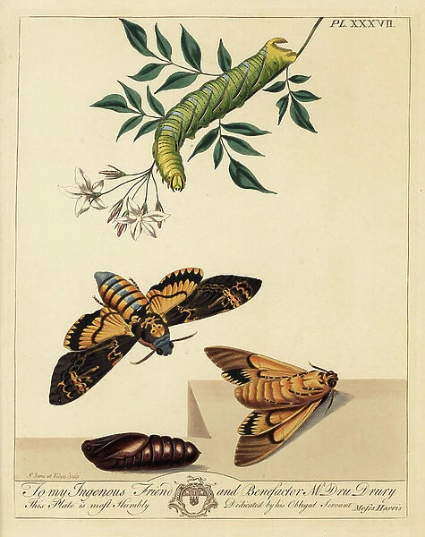 Death's head, bee tiger or jasmine hawk-moth, Acherontia atropos, with caterpillar on a jasmine branch and flower, Jasminum officinale. Handcoloured lithograph after an illustration by Moses Harris from 'The Aurelian; a Natural History of English