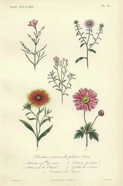 Decorative botanical print with chironia, daisy, sweet leaf, blanket flower and anemone