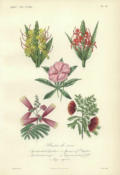 Decorative botanical print with gandasuli, morning glory and inga