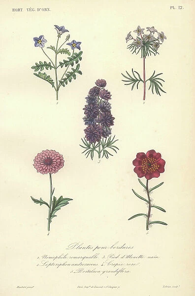 Decorative botanical print with nemophila, babystars, larkspur, crepin and purslane