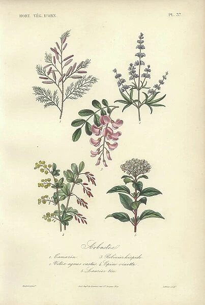 Decorative botanical print with tamarind, locust tree, chaste tree, barberry and viburnum