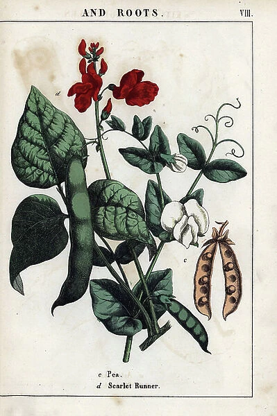 Descriptive board, composition with bean pod, red and white flowers. Chromolithographie in ' Recueil d'images instructives ou lecons du monde vegetal', by Charlotte Mary Yonge (1823-1901), published in Edinburgh (Scotland) in 1858