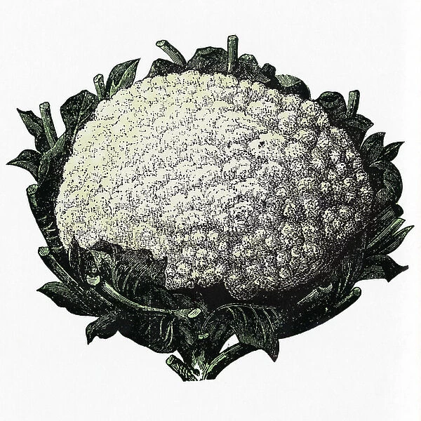 Diet: a cauliflower. 19th century engraving