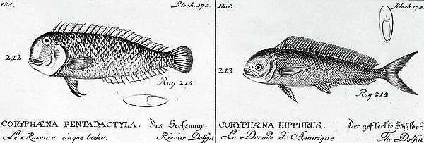 Different fishes : river dolphin and dolphin, engraving, 1586, engraving
