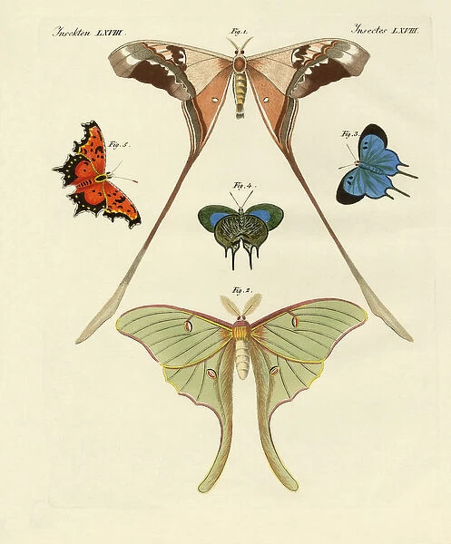 Different kinds of foreign butterflies (coloured engraving)