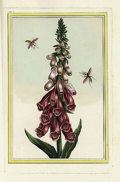 The Digitale has purpurine flowers. Foxglove, Digitalis purpurea. Handcoloured etching from Pierre Joseph Buchoz Precious and illuminated collection of the most beautiful and curious flowers
