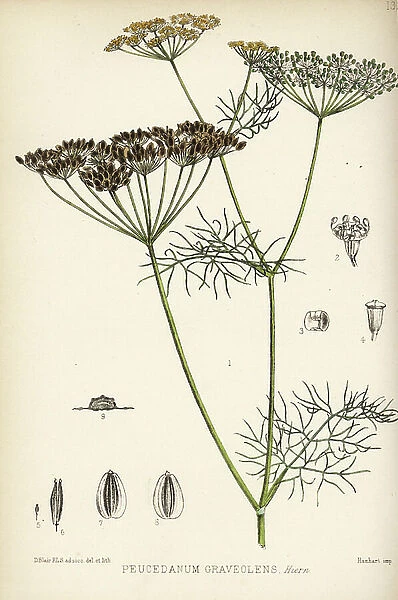 Dill, Anethum graveolens (Peucedanum graveolens). Handcoloured lithograph by Hanhart after a botanical illustration by David Blair from Robert Bentley and Henry Trimen's Medicinal Plants, London, 1880