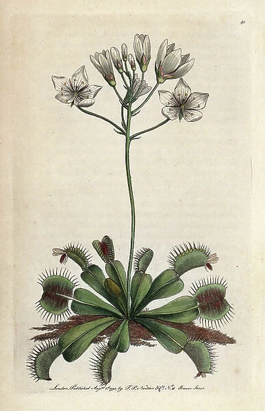 Dionee or catch fly. Carnivorous plant with white flowers and active jaw traps. Copper engraving by Frederick Polydor Nodder (1751-1801), for the naturalist collection, published in 1790 by George Shaw.Venus flytrap. Dionaea muscipula