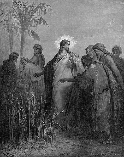 The disciples plucking corn on the Sabbath