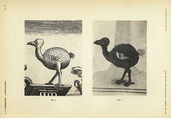 Dodo of Iohan Theodor and Iohan Israel de Bry, female, 1601, and copy in the Florence Codex, female, circa 1703. Heliotype by Van Leer from Dr. Anthonie Cornelis Oudemans Dodo Studies, Amsterdam, Johannes Muller, 1917