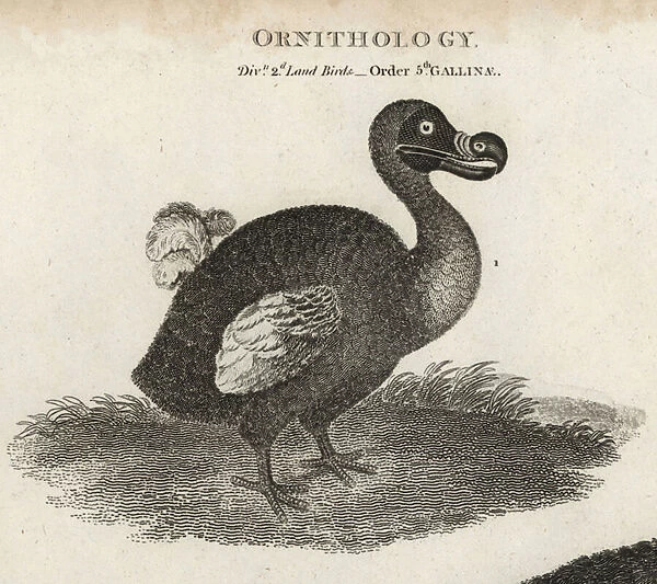 Dodo, Raphus cucullatus, extinct flightless bird. Copperplate engraving by T. Milton after an illustration by Sydenham Edwards from Abraham Rees Cyclopaedia or Universal Dictionary, London, 1820