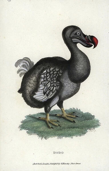 Dodo, Raphus cucullatus, extinct flightless bird. Handcoloured copperplate engraving after an illustration by George Shaw from his Zoological Lectures, Delivered at the Royal Institution, G. Kearsley, London, 1808