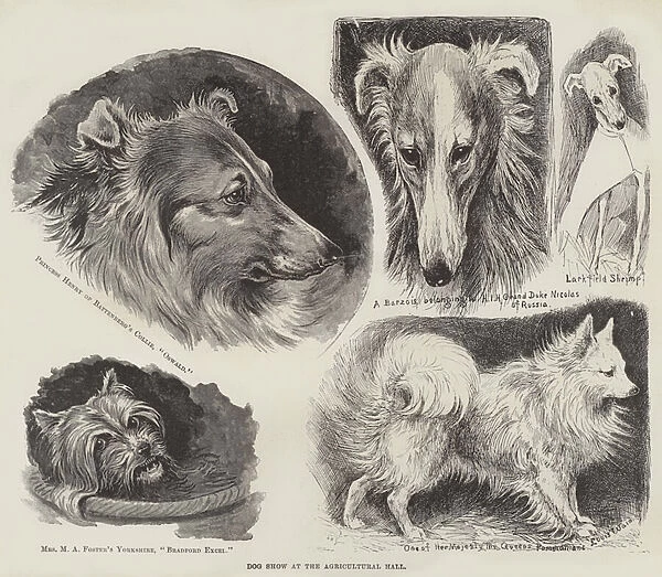 Dog Show at the Agricultural Hall (engraving)