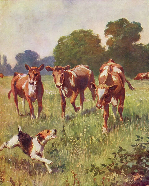 The dog is barking at the cows (colour litho)