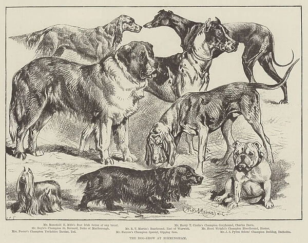 The Dog-Show at Birmingham (engraving)
