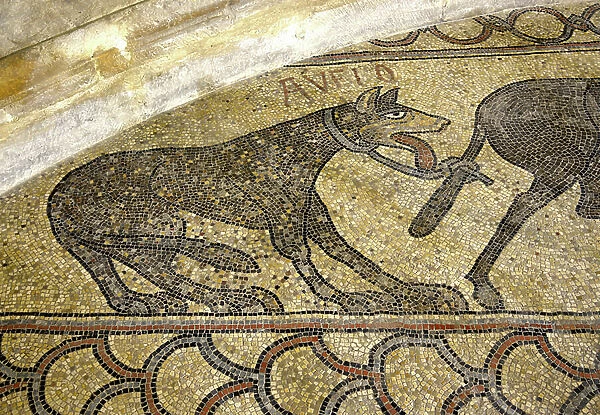 A dog tied by the neck to the tail of another animal - Mosaic of the choir built at the instigation of the eveque Guy de Lons (died 1141), of the cathedrale Notre Dame de l'Assomption (12th-13th century) in Lescar (Pyrenees Atlantiques, Aquitaine)