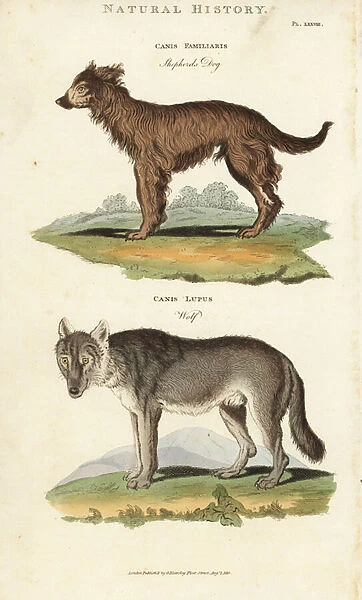 Dog and Wolf - Shepherd dog, Canis familiaris, and wolf, Canis lupus. Handcoloured copperplate engraving after Sydenham Edwards from John Mason Goods Pantologia, a New Encyclopedia, G. Kearsley, London, 1813