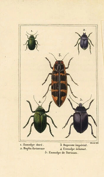 Dogbane beetle, Chrysochus auratus 1, Hoplia argentea 2, banksia jewel beetle, Cyrioides imperialis 3, Eumolpus fulgidus 4, and Eumolpus surinamensis 5