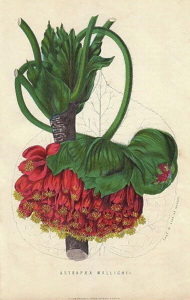 Dombeya Wallichii, ornamental tree grows for its flowering in the shape of pompoms. Lithograph in The New Practical Gardener, by James Anderson, published in Glascow in 1872