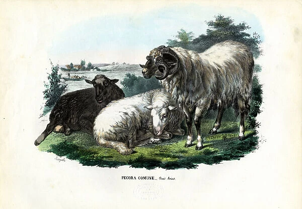 Domestic Sheep, 1863-79 (colour litho)