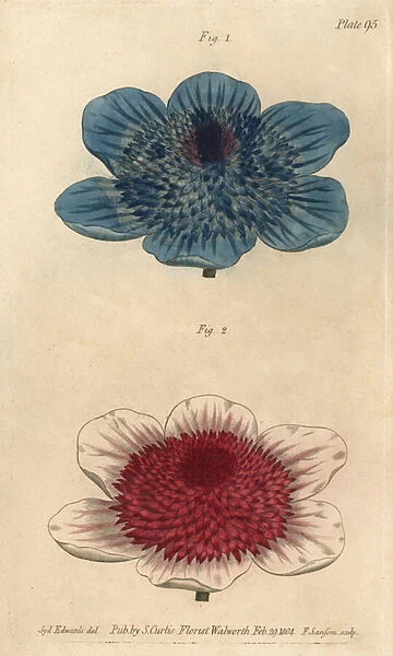 Double blue anemone and double anemone varieties, Anemone coronaria. Handcoloured copperplate engraving by F. Sansom of a botanical illustration by Sydenham Edwards for William Curtis Lectures on Botany