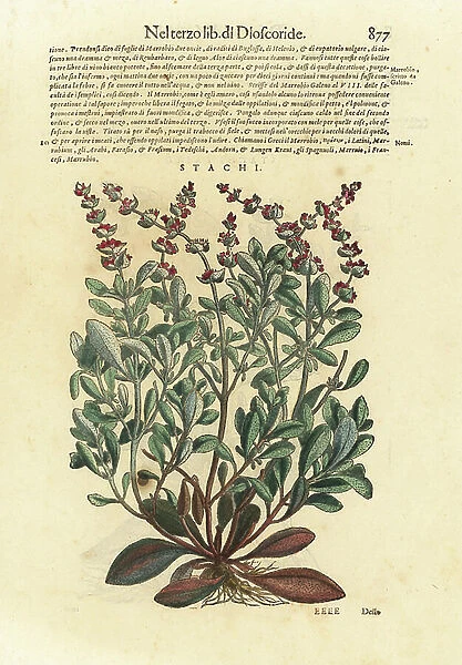 Downy woundwort, Stachys germanica. Handcoloured woodblock print by Wolfgang Meyerpick after an illustration by Giorgio Liberale from Pietro Andrea Mattioli's Discorsi di P.A