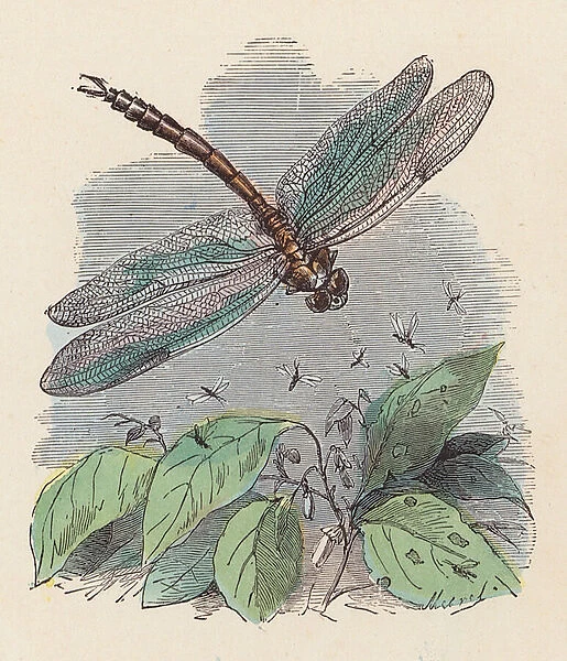 Dragonfly (coloured engraving)