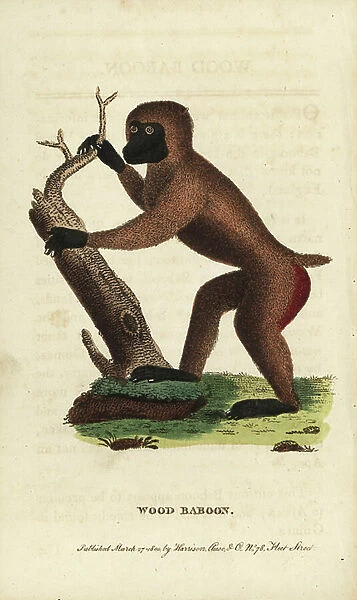 Drill, Mandrillus leucophaeus. (Wood baboon, Simia Papio sylvicola) Endangered. Handcoloured copperplate engraving from ' The Naturalist's Pocket Magazine, ' Harrison, London, 1800