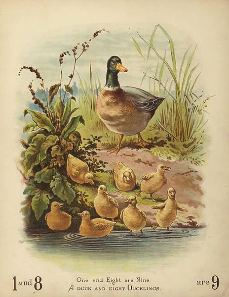 A Duck and Eight Ducklings (chromolitho)