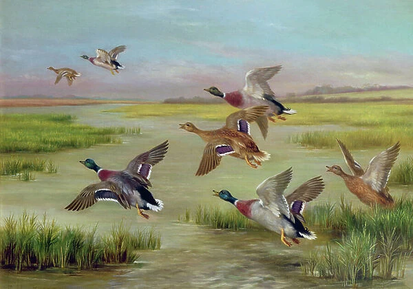 Ducks in Flight (oil) (one of a pair, see also 24094)