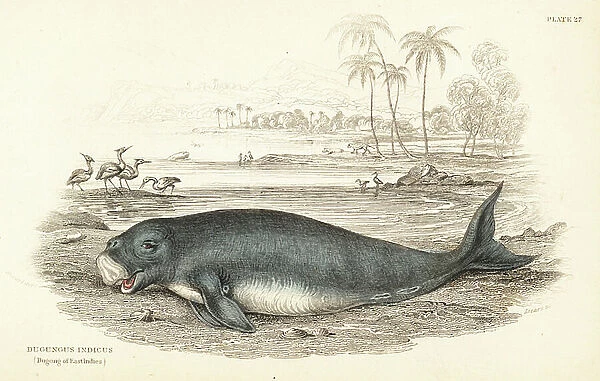Dugong, Dugong dugon (Dugong of the East Indies, Dugungus indicus). Handcoloured steel engraving by W.H. Lizars after an illustration by James Stewart from Robert Hamilton's Amphibious Carnivora