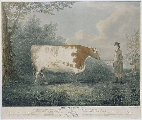 The Durham Ox, engraved by J. Wessel, 1802 (colour engraving)