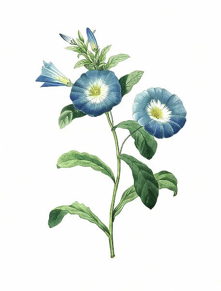 Dwarf morning glory (Convolvulus tricolor), digital reproduction of an 18th century original, original date not known