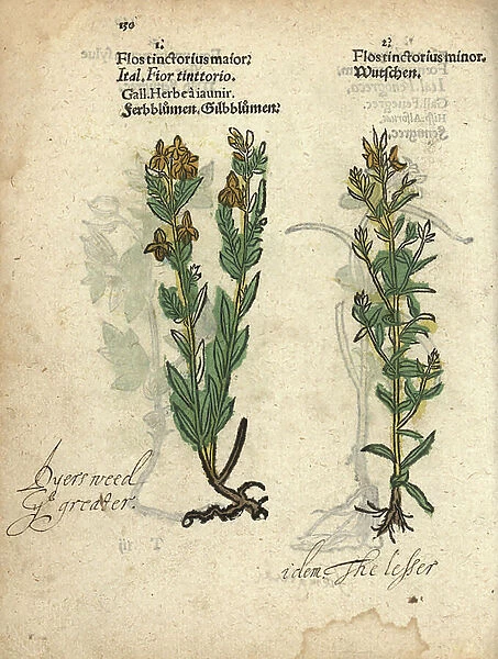 Dyer's weed or German greenweed, Genista germanica. Handcoloured woodblock engraving of a botanical illustration from Adam Lonicer's Krauterbuch, or Herbal, Frankfurt, 1557