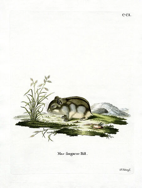 Dzhungarian Dwarf Hamster (coloured engraving)
